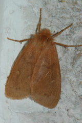 Ocneria rubea