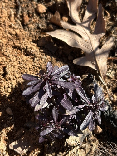 racemed milkwort (Senega polygama)