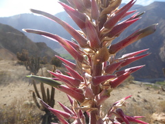 Puya cylindrica