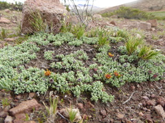Senecio moqueguensis