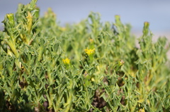 Senecio trifurcifolius