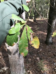 Quercus oglethorpensis