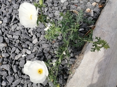 Argemone albiflora