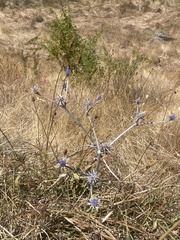Eryngium ovinum, photograph author not stated, no rights reserved