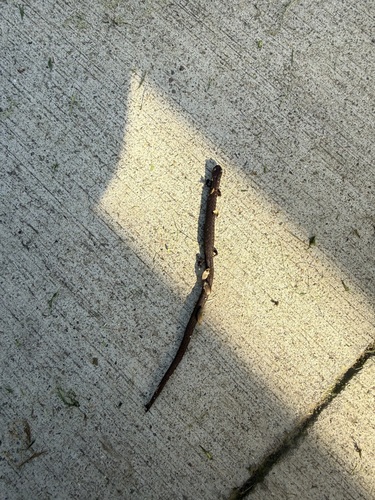 California Slender Salamander
