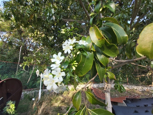 Image of Cordia gerascanthus by no rights reserved
