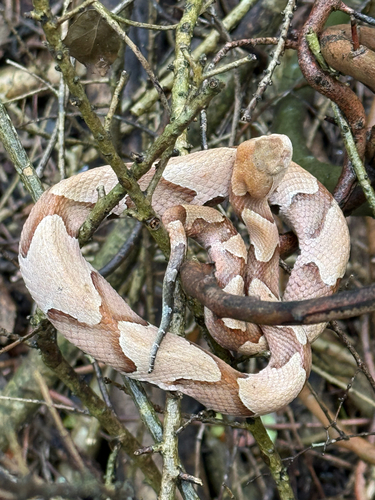 Eastern Copperhead