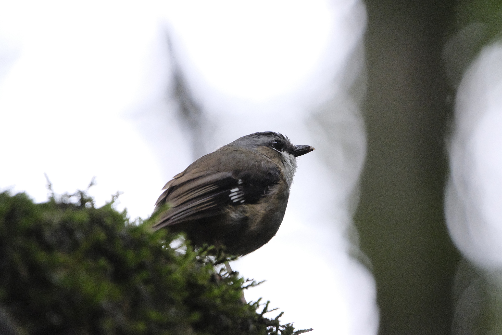 Grey-headed Robin (Heteromyias cinereifrons), photo 1