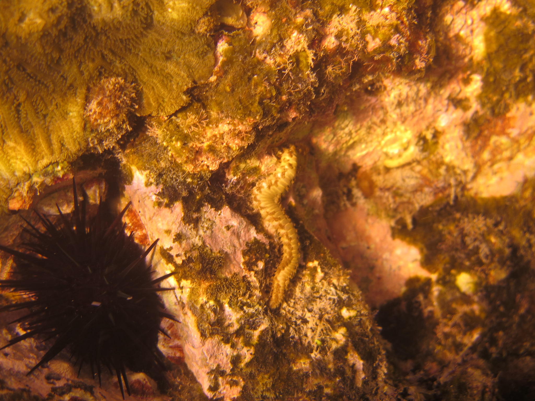 Hermodice carunculata (Pallas, 1766)