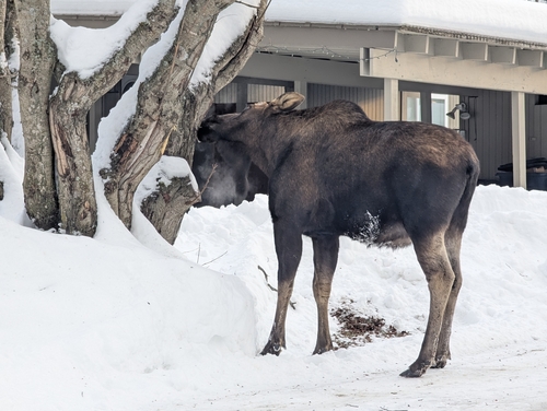 Moose