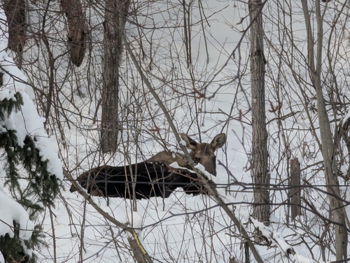 Moose