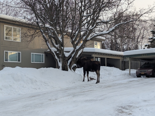 Moose
