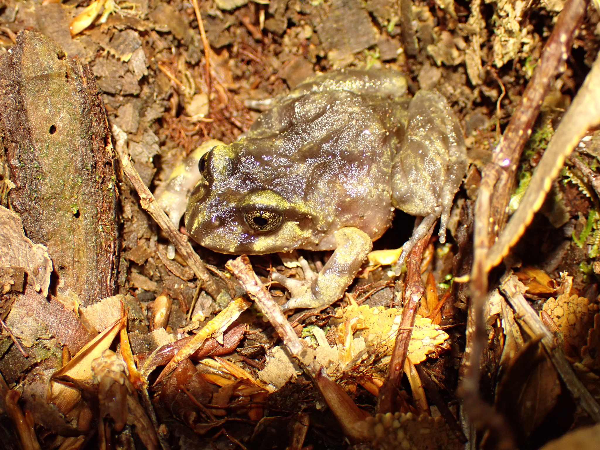 Eupsophus emiliopugini Formas, 1989