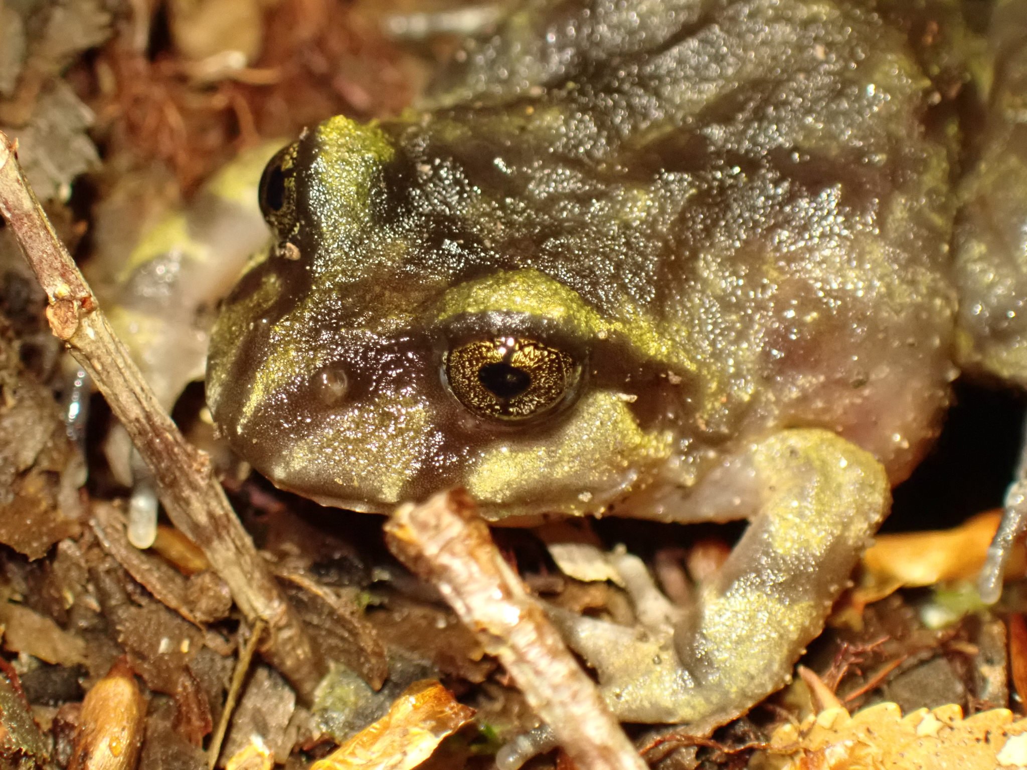 Eupsophus emiliopugini Formas, 1989