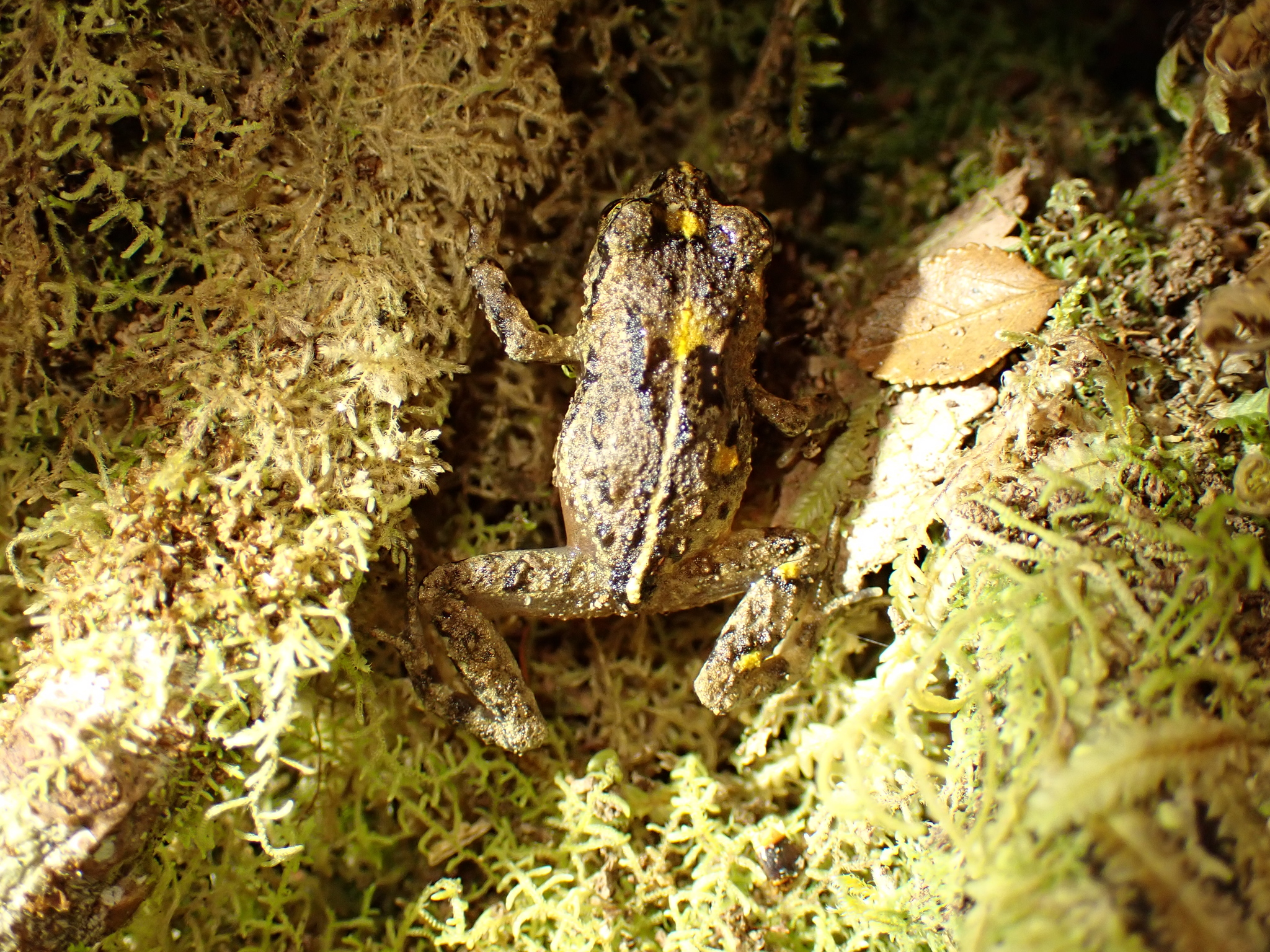 Eupsophus emiliopugini Formas, 1989