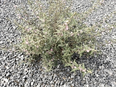 Sphaeralcea angustifolia