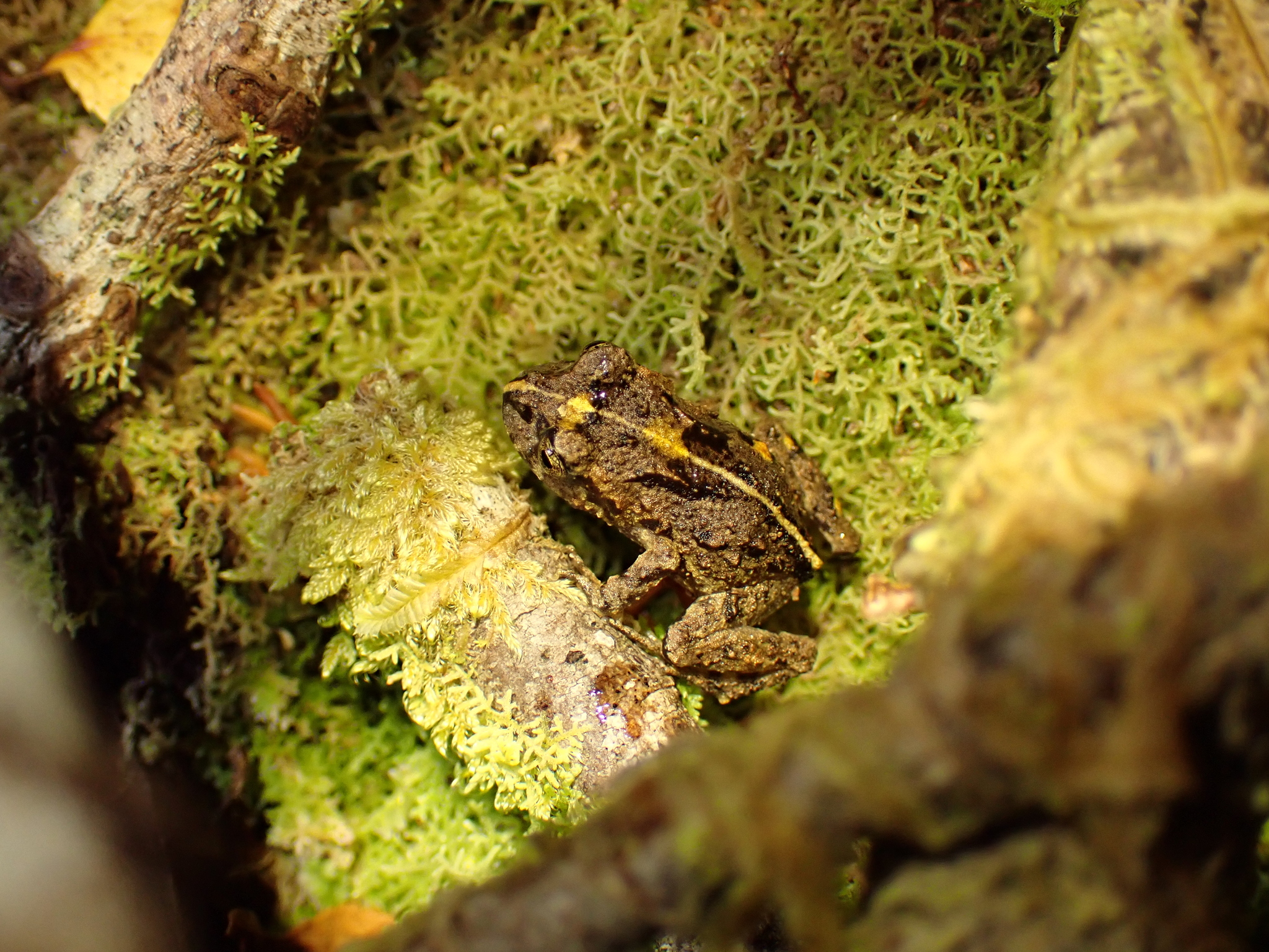 Eupsophus emiliopugini Formas, 1989