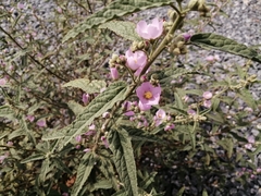 Sphaeralcea angustifolia