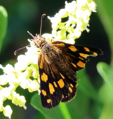 Metisella metis paris