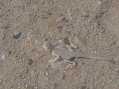 Phrynocephalus arabicus