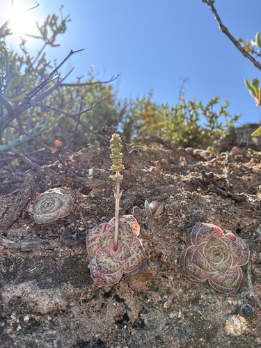 Crassula pseudhemisphaerica