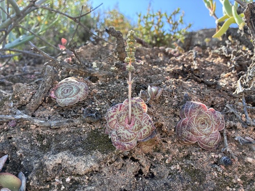 Crassula pseudhemisphaerica