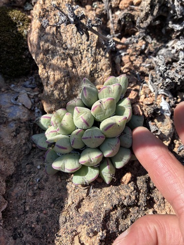 Conophytum meyeri