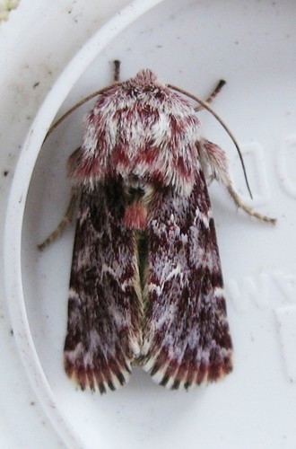 Leadplant Flower Moth photo 5