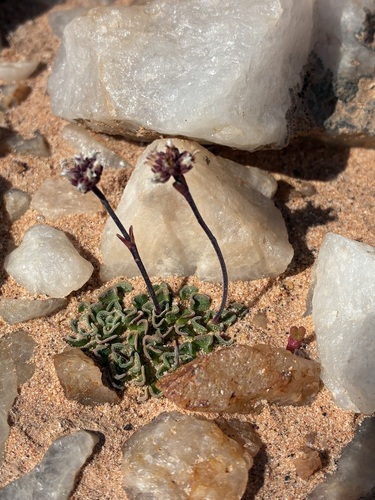 Crassula susannae