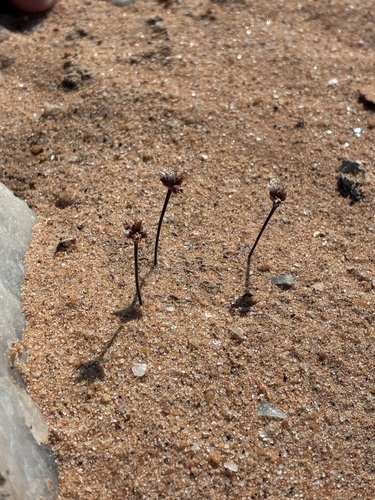 Crassula susannae
