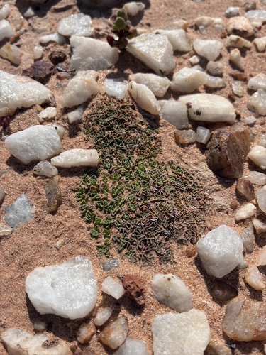 Crassula susannae