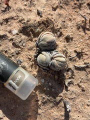 Crassula alstonii
