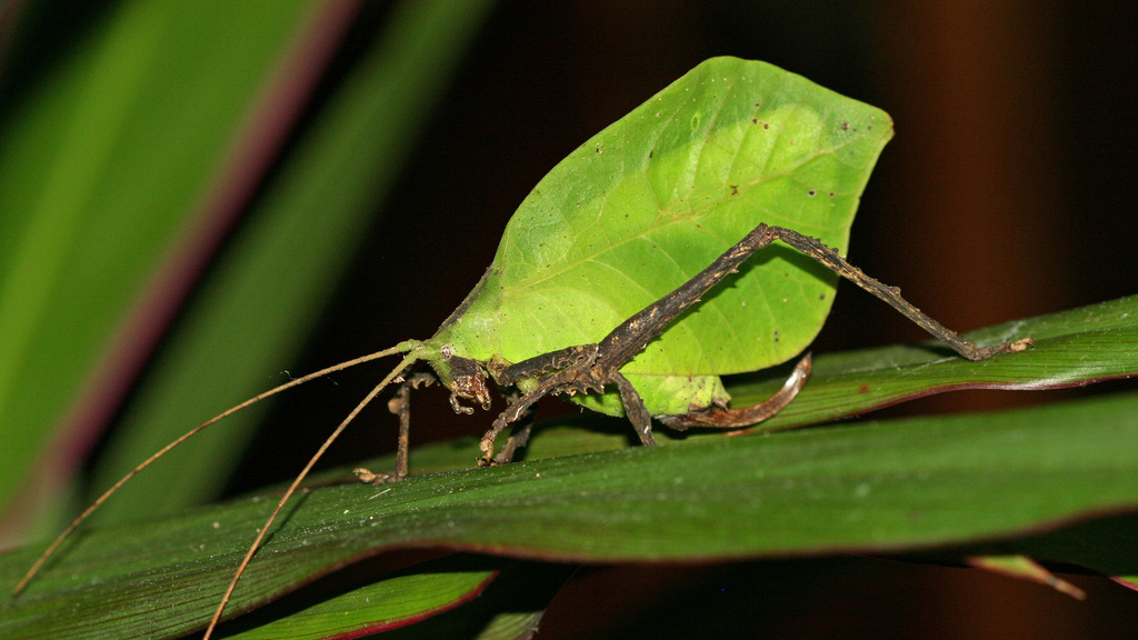 Mimetica viridifolia