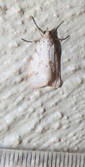 Diota rostrata