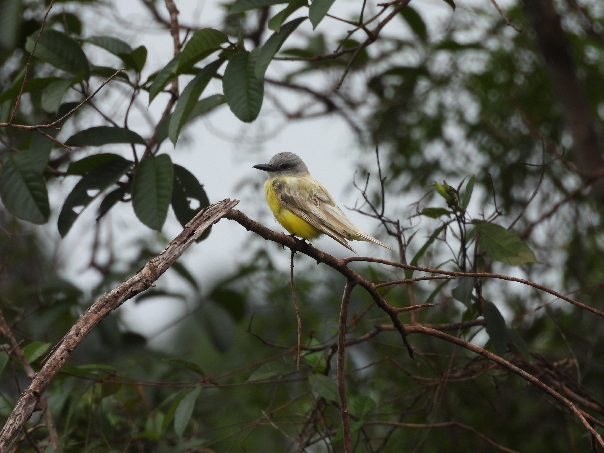White-throated Kingbird (Tyrannus albogularis), photo 5