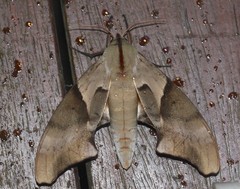 Coequosa australasiae