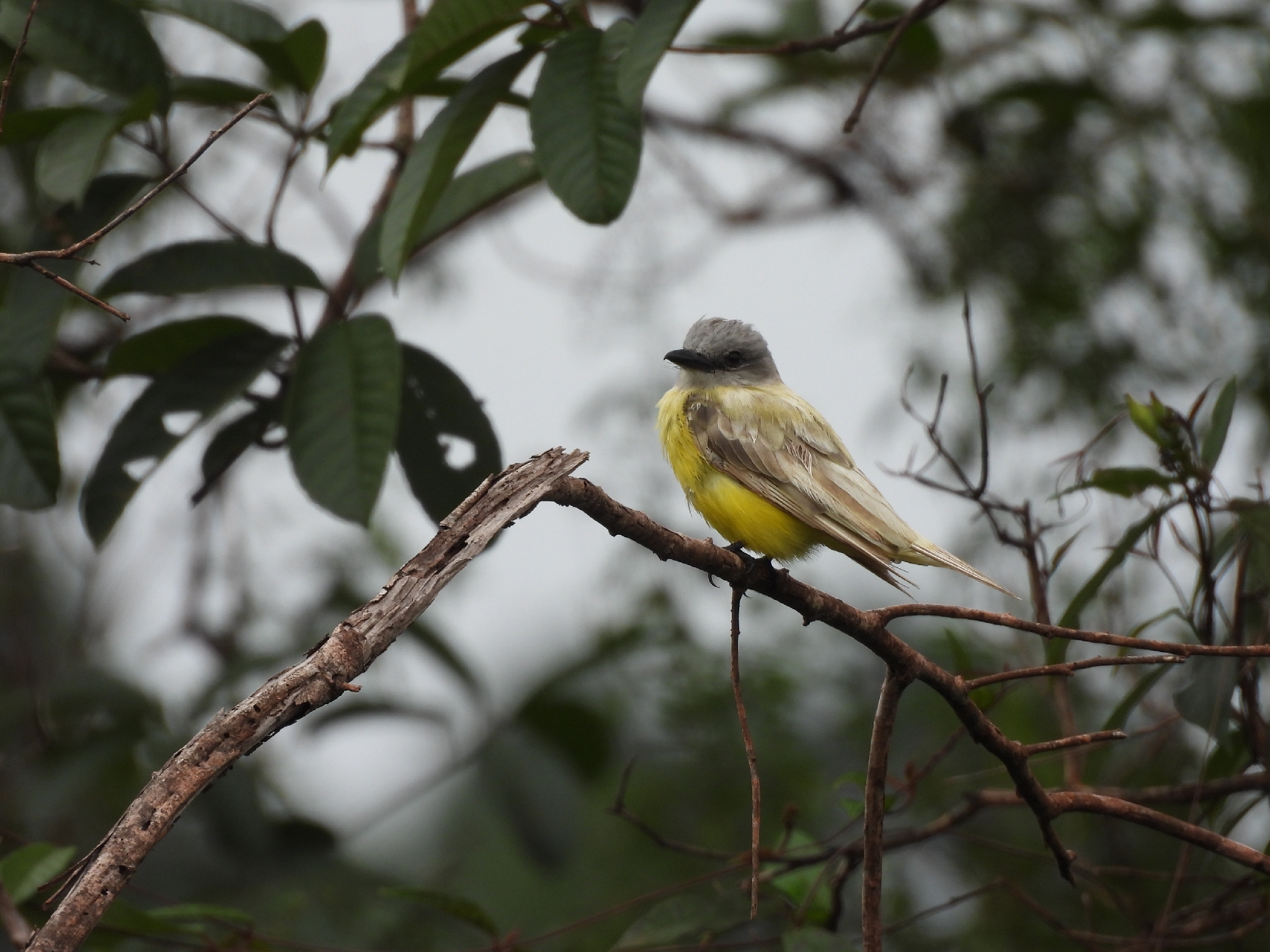 White-throated Kingbird (Tyrannus albogularis), photo 6
