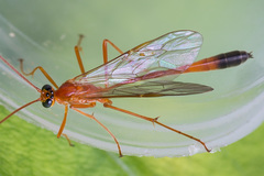 Enicospilus ramidulus