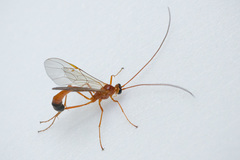 Enicospilus ramidulus