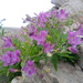 Alstroemeria violacea - Photo (c) Daniel Montesinos T, some rights reserved (CC BY-NC), uploaded by Daniel Montesinos T
