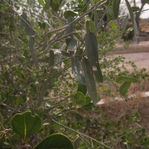Mexican Snailseed (Nephroia diversifolia)