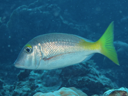 Atkinsons keizer (Lethrinus atkinsoni) — Lethrinidae — 4