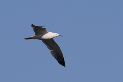 Larus michahellis