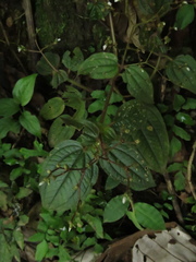 Aciotis