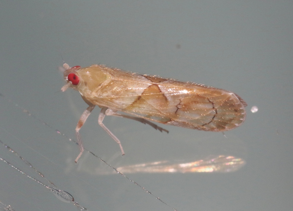 Brixia unipunctata