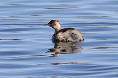 Tachybaptus ruficollis