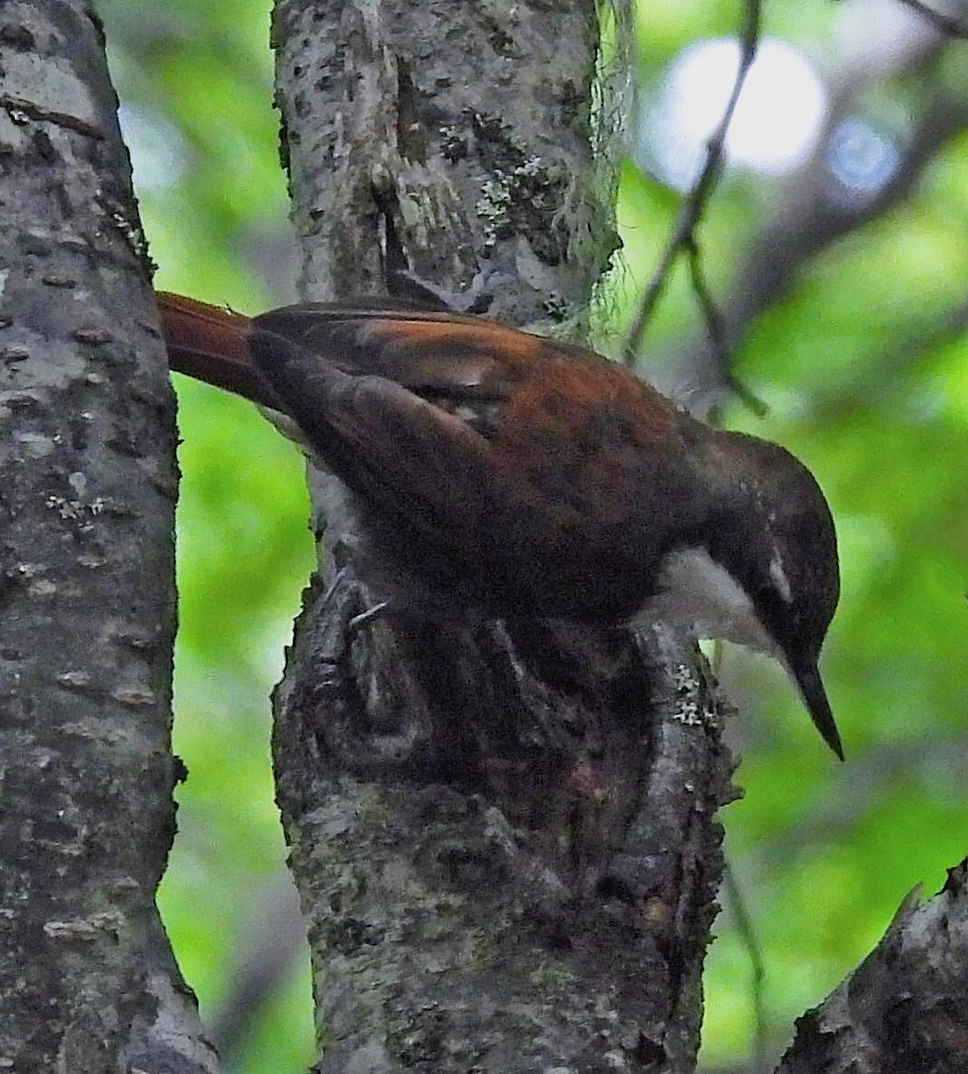 White-throated Treerunner (Pygarrhichas albogularis), photo 2