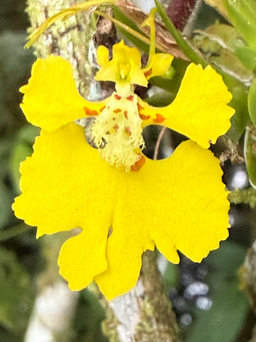 Erycina glossomystax, 2026-02-04