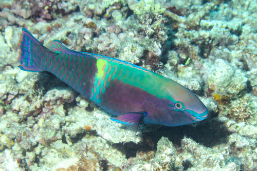 Schlegels papegaaivis (Scarus schlegeli) — Scaridae — 2