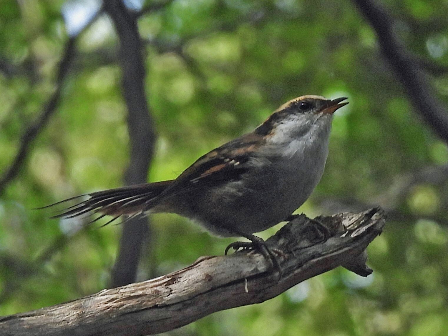 Thorn-tailed Rayadito (Aphrastura spinicauda), photo 8